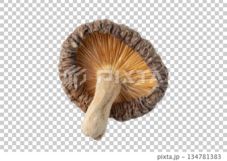 透明背景（png）に1個の干し椎茸（どんこ） 134781383