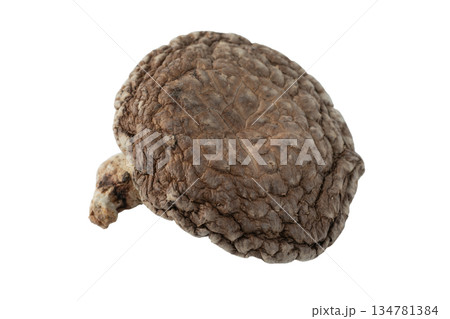 透明背景（png）に1個の干し椎茸（どんこ） 134781384