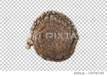 透明背景(png)に1個の干し椎茸(どんこ) 透明背景(png)に1個の干し椎茸(どんこ) 134781385