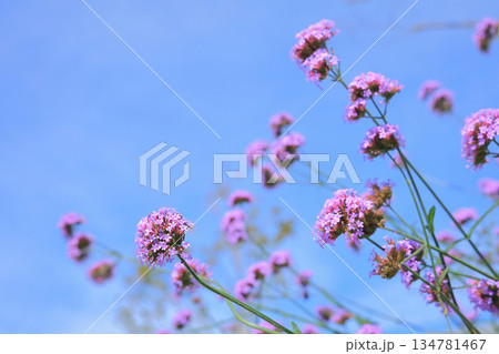 ガーデニングに人気のバーベナ・ボナリエンシスが青空に向かってかわいい小さな花を咲かせる ガーデニングに人気のバーベナ・ボナリエンシスが青空に向かってかわいい小さな花を咲かせる 134781467