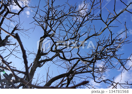 柿の木の枝と青空（冬）04 134781568