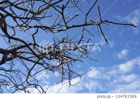 柿の木の枝と青空（冬）05 134781569
