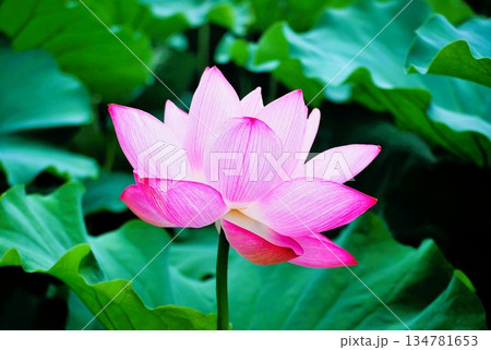 蓮の花のある風景 134781653