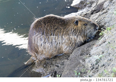 用水路で見かけたヌートリア 134781721