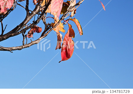 冬イメージ(winter image)　不景気などにも活用できます 134781729