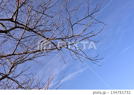 冬イメージ(winter image)　不景気などにも活用できます 134781732