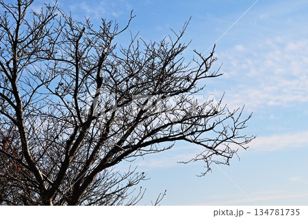 冬イメージ(winter image) 不景気などにも活用できます 冬イメージ(winter image) 不景気などにも活用できます 134781735