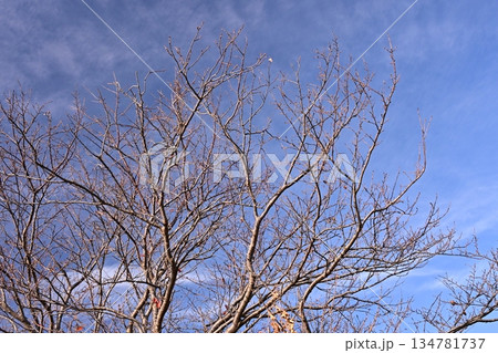 冬イメージ(winter image)　不景気などにも活用できます 134781737