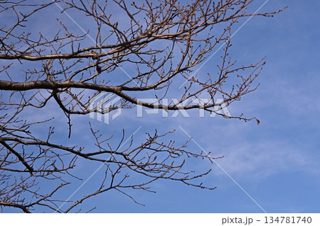 冬イメージ(winter image)　不景気などにも活用できます 134781740