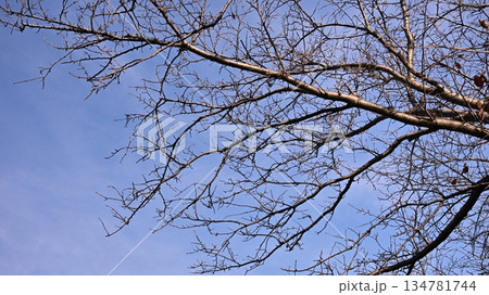冬イメージ(winter image)　不景気などにも活用できます 134781744