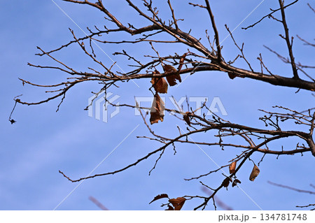 冬イメージ(winter image) 不景気などにも活用できます 冬イメージ(winter image) 不景気などにも活用できます 134781748