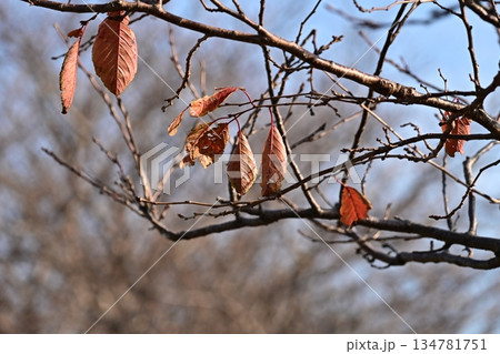 冬イメージ(winter image) 不景気などにも活用できます 冬イメージ(winter image) 不景気などにも活用できます 134781751