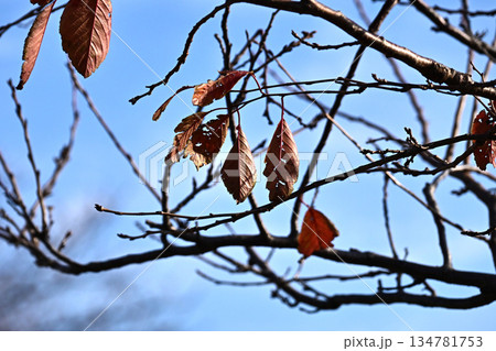 冬イメージ(winter image)　不景気などにも活用できます 134781753