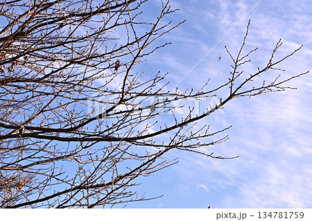 冬イメージ(winter image) 不景気などにも活用できます 冬イメージ(winter image) 不景気などにも活用できます 134781759