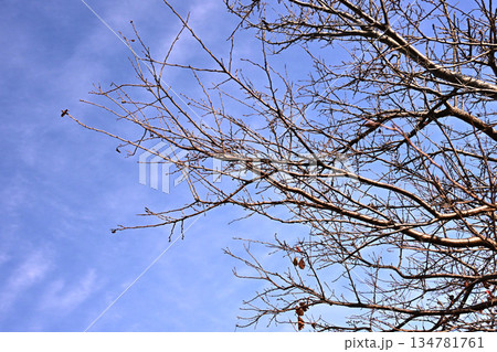 冬イメージ(winter image)　不景気などにも活用できます 134781761