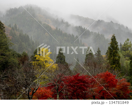 雨上がりの山と紅葉 134781849