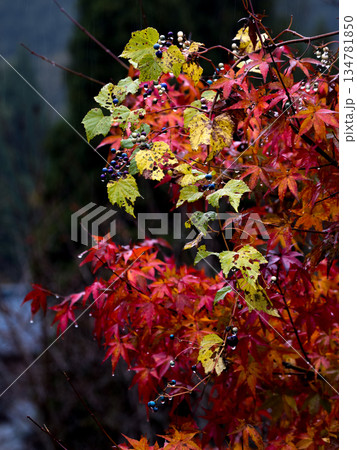 雨上がりの紅葉と山ぶどう 雨上がりの紅葉と山ぶどう 134781850
