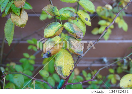 バラの黒星病03 134782421