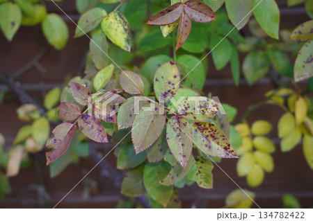 バラの黒星病04 134782422