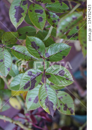 バラの黒星病07 134782425