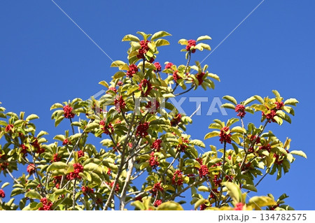 クロガネモチ（縁起物にも） 134782575