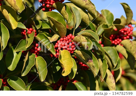 クロガネモチ（縁起物にも） 134782599