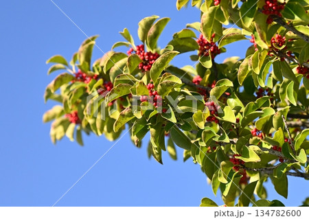 クロガネモチ(縁起物にも) クロガネモチ(縁起物にも) 134782600