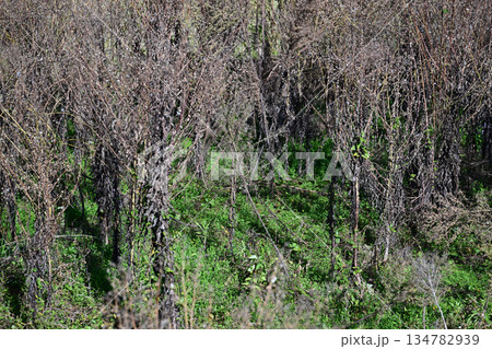 空き地 荒地 雑草 土地 不動産 vacant lot 空き地 荒地 雑草 土地 不動産 vacant lot 134782939