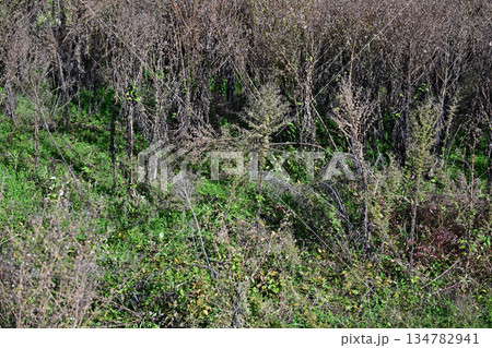 空き地　荒地　雑草　土地　不動産　vacant lot 134782941