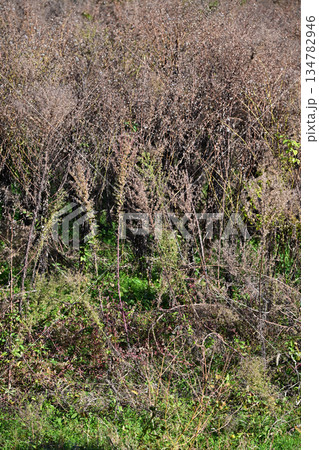 空き地　荒地　雑草　土地　不動産　vacant lot 134782946