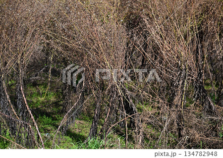 空き地　荒地　雑草　土地　不動産　vacant lot 134782948