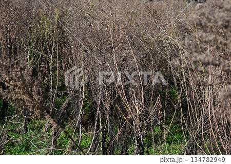 空き地　荒地　雑草　土地　不動産　vacant lot 134782949