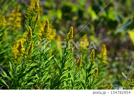 空き地　荒地　雑草　土地　不動産　vacant lot 134782954