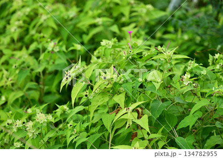 空き地　荒地　雑草　土地　不動産　vacant lot 134782955