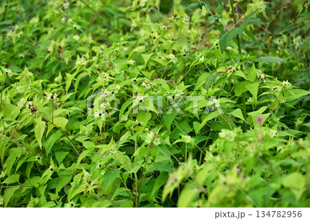 空き地　荒地　雑草　土地　不動産　vacant lot 134782956