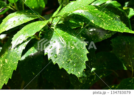 アオキ　(フイリアオキ：水滴つき　自然質感重視) 134783079