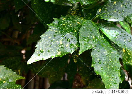 アオキ　(フイリアオキ：水滴つき　自然質感重視) 134783091