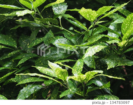 アオキ (フイリアオキ:水滴つき 自然質感重視) アオキ (フイリアオキ:水滴つき 自然質感重視) 134783097