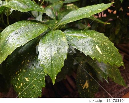 アオキ　(フイリアオキ：水滴つき　自然質感重視) 134783104