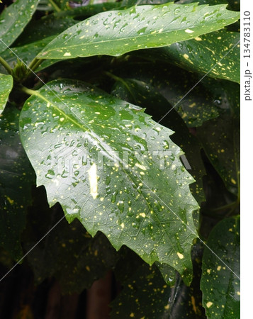 アオキ　(フイリアオキ：水滴つき　自然質感重視) 134783110