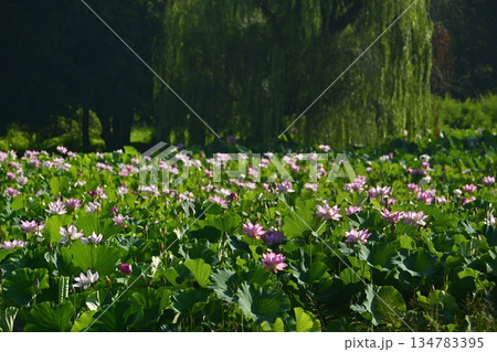 古河市総合園の蓮池に咲く大賀ハス 134783395