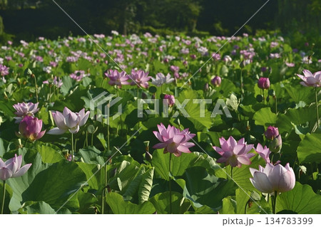 古河市総合園の蓮池に咲く大賀ハス 134783399