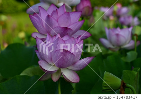 古河市総合園の蓮池に咲く大賀ハス 古河市総合園の蓮池に咲く大賀ハス 134783417