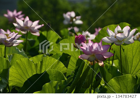 古河市総合園の蓮池に咲く大賀ハス 古河市総合園の蓮池に咲く大賀ハス 134783427