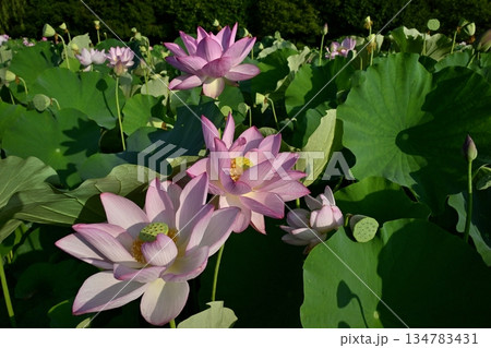 古河市総合園の蓮池に咲く大賀ハス 古河市総合園の蓮池に咲く大賀ハス 134783431