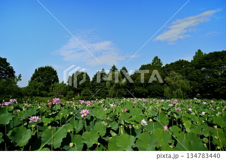 古河市総合園の蓮池に咲く大賀ハス 134783440