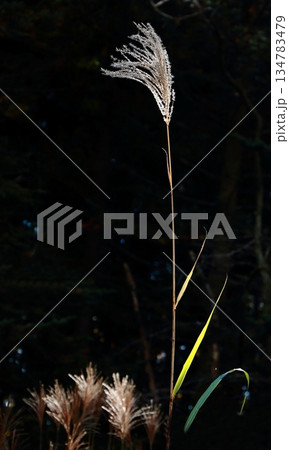逆光に美しく映えるススキの穂 134783479