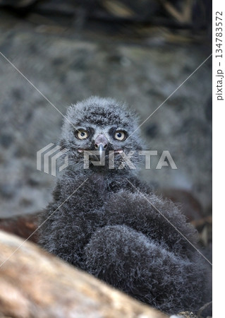 カメラ目線のシロフクロウのヒナ カメラ目線のシロフクロウのヒナ 134783572