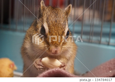 アーモンド食べるシマリス アーモンド食べるシマリス 134784017