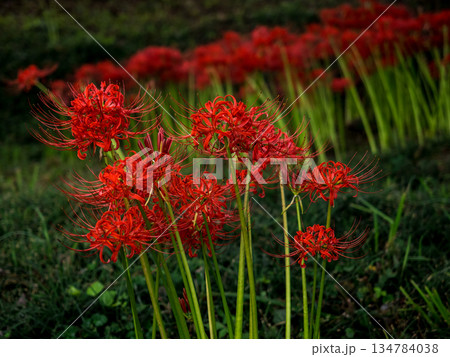 彼岸花群生 134784038